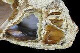 Agatized Fossil Coral Geode - Florida #188101-3